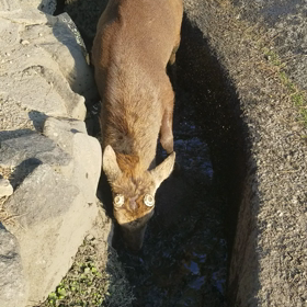 【奈良の鹿】～不思議な光景～の画像