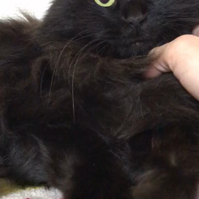 アンナちゃんも穏やかにの画像