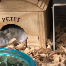 ハムちゃんおはよー(^^)の画像