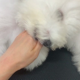 トリミングマナー⁉︎の画像