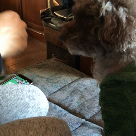 モニター犬サプリの画像