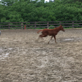 今日のリラとローラ、その2の画像