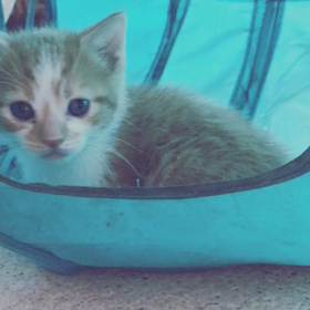 スクーカムの男の子の画像