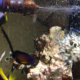 ４５cm水槽の動画❣️の画像