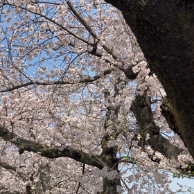 桜の画像