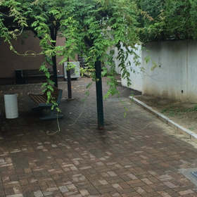 つくつくし三十二回鳴きにけりの画像