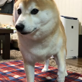 え？前足がおかしい？の画像