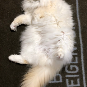 たぬきかな？？？の画像