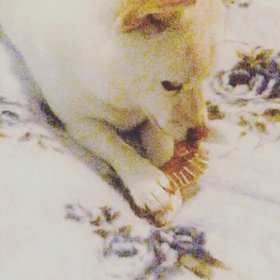 蝦夷鹿のかわの画像