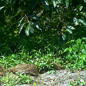 すぎぴたんの事件簿シーズン２　２２話の画像