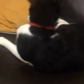 甘えん坊・Ⅱの画像