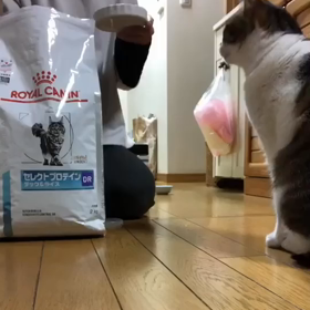 ジム活日に娘の家まるごと片付け！お手やタッチ、待てでご飯にゃニャンズ動画の画像