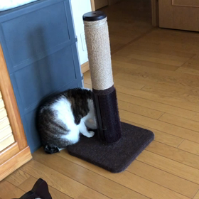 今日はどっちの病院へ行くべきか？デールにゃんがのんびりしているのに…の画像