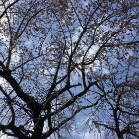 賛美してみたの画像