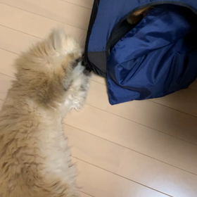 I want to spend time with my beloved cats.の画像