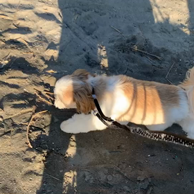 11月12日11わんこと2時間遠足　　お台場の画像