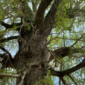 イチョウの画像