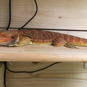 元気がないキョータローの画像