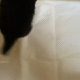 沖縄に行く子犬の画像