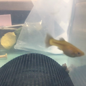 ルチノードイツイエロー  産仔の画像