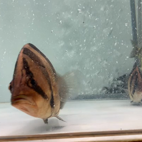 ビッグサイズ ボルネオレッドタイガー！の画像