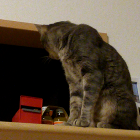 真剣な訴えの画像