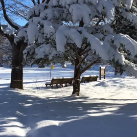ゆうべは大雪だった札幌。白銀の世界の動画をどうぞ～～♪の画像