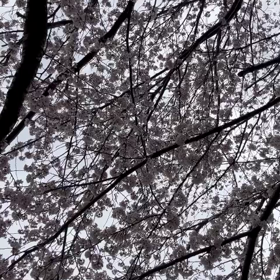 桜の画像