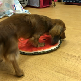 ナイトが助手です。の画像