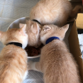 お待ちかねの朝ごはん☺️の画像