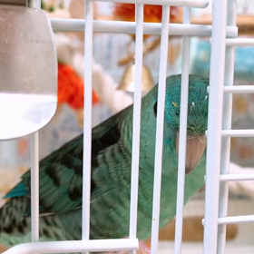 サザナミインコの魅力の画像