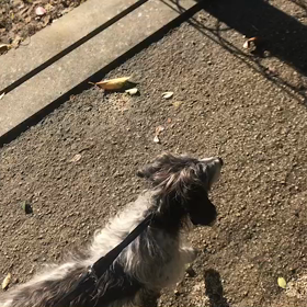 ♪お散歩動画♪参宮橋公園♪の画像