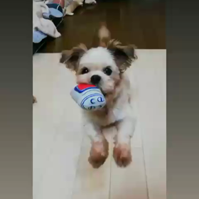 めぐちゃんトライアル予定になりました。の画像