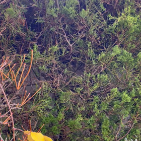 雪が降って来た✨の画像