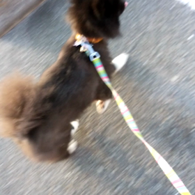 たまちゃんの画像