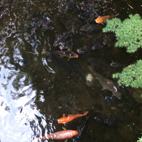 鯉2の画像
