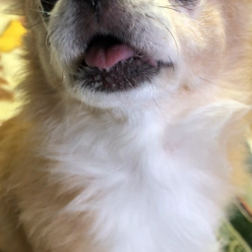 わが家のわんこの画像