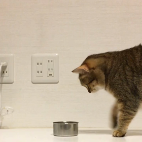 馬肉 17/09/27の画像