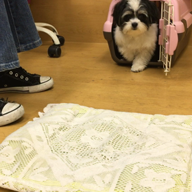 お稽古、本格始動。の画像