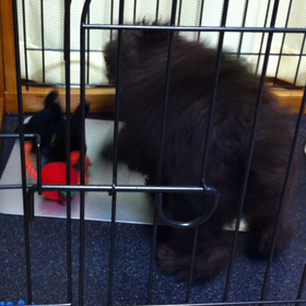 おうち記念日でしたの画像