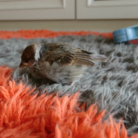 麦動画 保護７日目。の画像