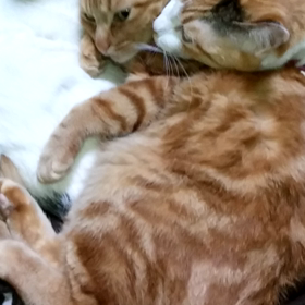 大サービス中(笑)の画像