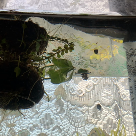 空飛ぶメダカの画像