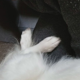 甘えん坊コアさんの画像