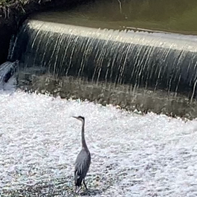ダイエットモードにスイッチ入りました！の画像