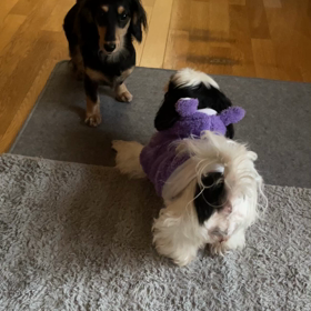 保護犬えまの画像