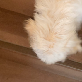 ついに‼︎の画像