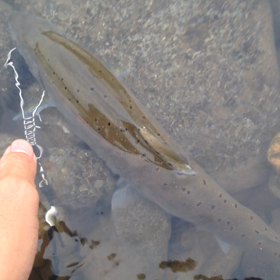 2015.7.4 サツキマスの画像