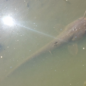溜池の水を抜かれて魚達が大変なことに アニマルレスキュー隊の画像
