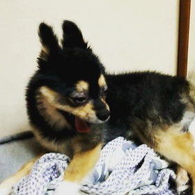 昨日のマロンさんの画像